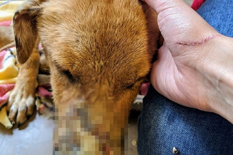 Azərbaycanda bu da oldu: özünü hədələyib, itini güllələdi