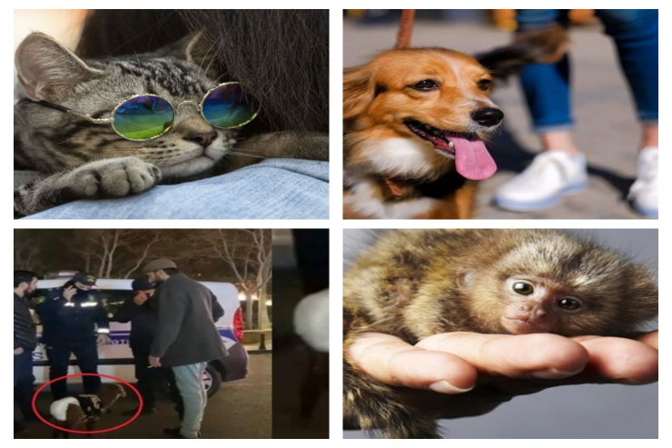 Şəhərdə gəzdirilən heyvanlar