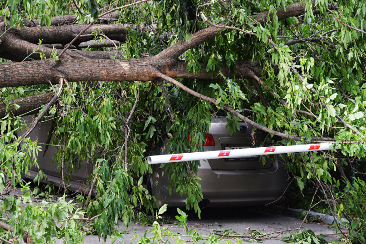 Külək Bakıda ağacları aşırdı, maşınlara ziyan dəydi - VİDEO 