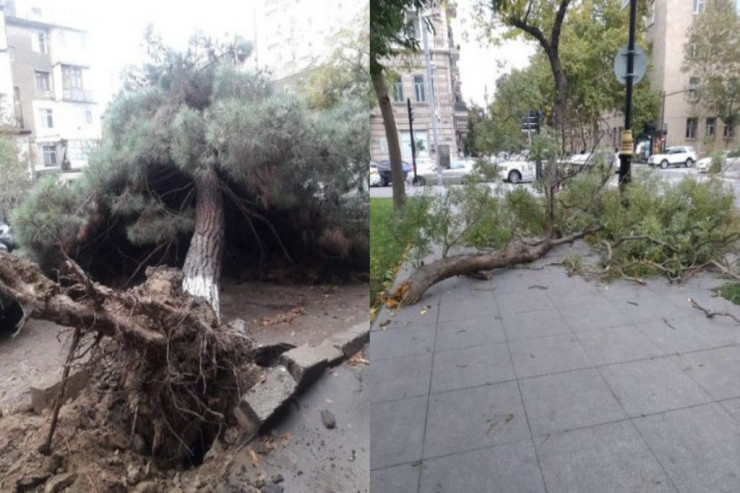 Bakıda güclü külək ağacları kökündən AŞIRDI  - YENİLƏNİB 