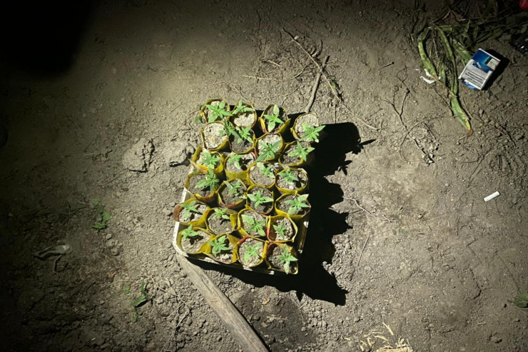 Meşədə əkilən çətən şitilləri