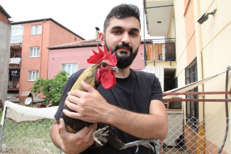Okan Gökbudak və banlayarkən huşunu itirən xoruz