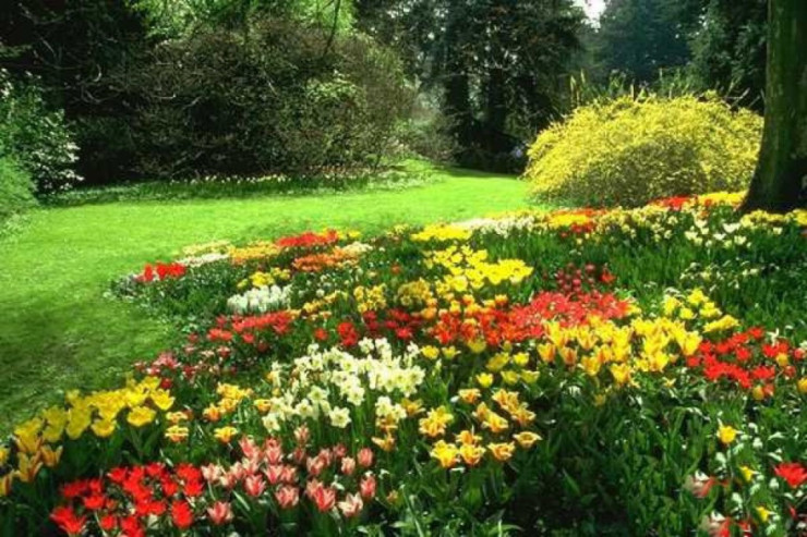 Dekorativ bitkilərdə ziyanverici həşaratlar və xəstəlik törədicilər yayılır - DİQQƏT 