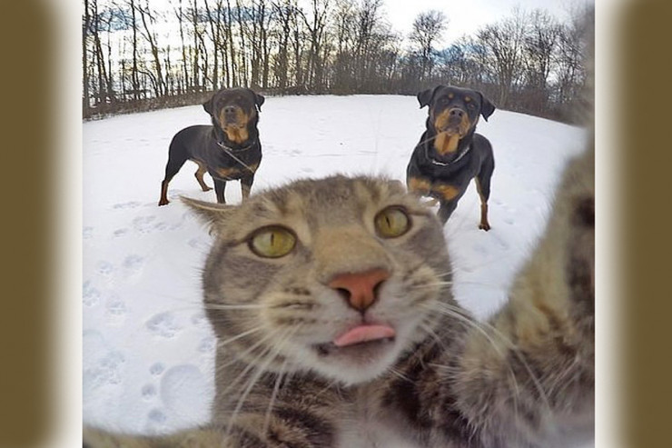 Heyvanlar haqda bilmədiyimiz MƏLUMATLAR 