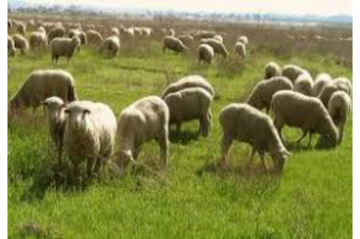Qoyun otarmaq üçün Ağdama gedənlər saxlanıldı -FOTO 