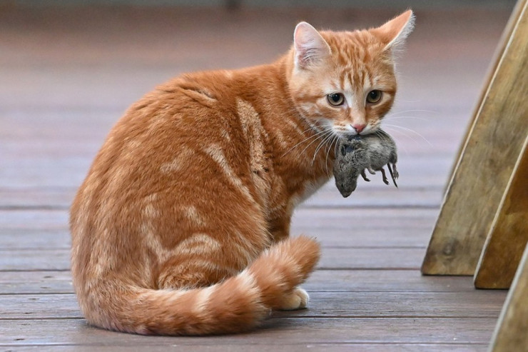 Bu şəhərdə küçələrə su səpməyəcəklər...  1000 pişik   buraxacaqlar