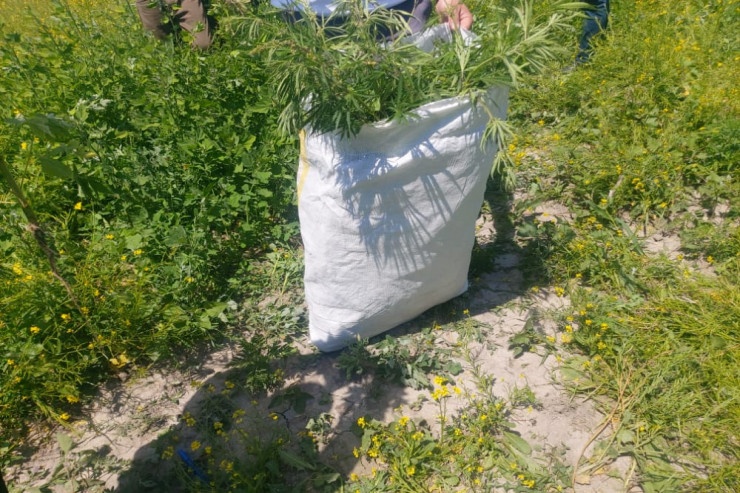 Yabanı halda bitən narkotik bitkilər