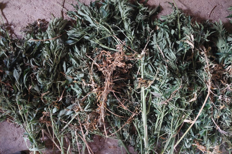 İstixanada yetişdirilən narkotiklər