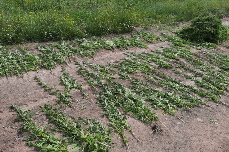 Ağdamda aşkarlanan narkotik bitkilər