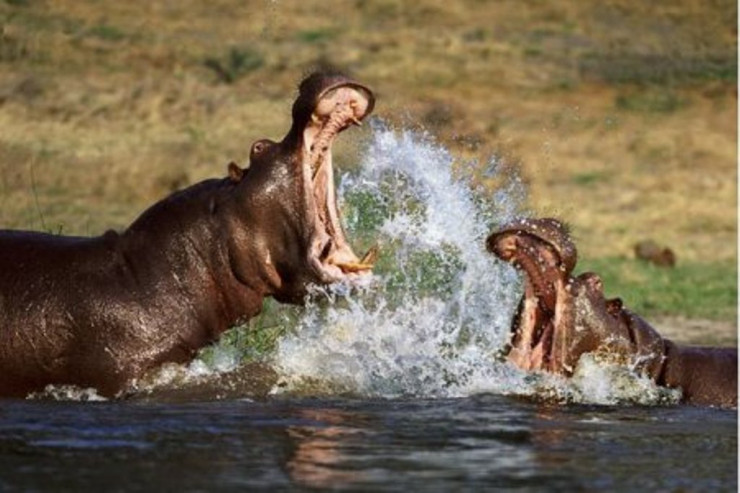  Təbiətin qorxunc üzü:   Gördükləriniz tüklərinizi ürpədəcək- FOTOLENT 