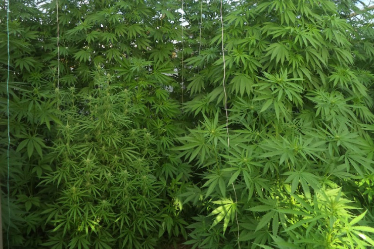 Kəlbəcərdə ermənilərin saldığı narkotik plantasiyaları  aşkarlandı - VİDEO 