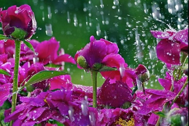 Sabah bu ərazilərdə yağış gözlənilir -  PROQNOZ 