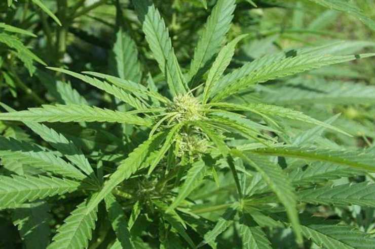 Azərbaycanın bu kəndində 1 tondan çox ÇƏTƏNƏ KOLU MƏHV EDİLDİ  