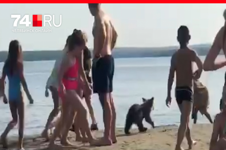 Ayı çimərlikdə -  VİDEO 