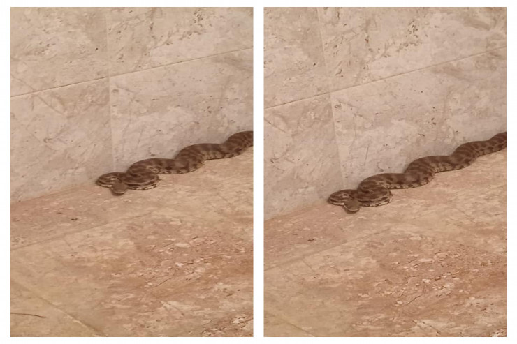 Tərtərdə evdən tapılan ilan