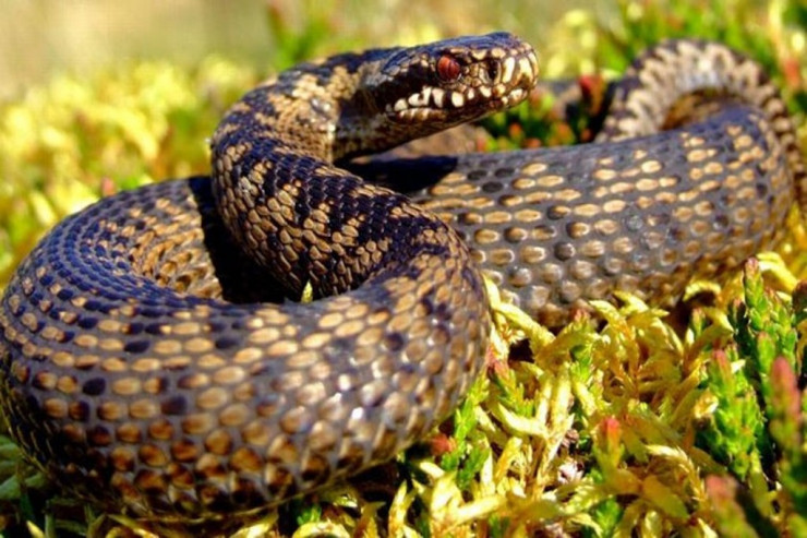 İstilər ilanları da gətirdi: Baş toksikoloqdan zərdabla bağlı AÇIQLAMA 