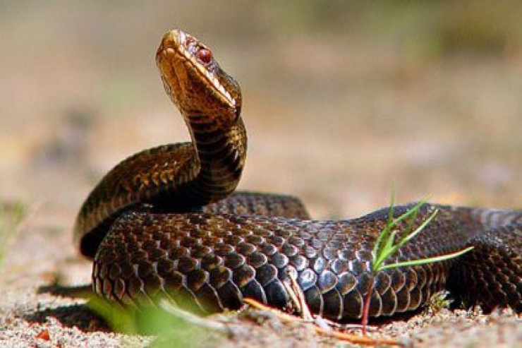 Bakıda ilan sayğac qutusuna girdi -  FOTO 