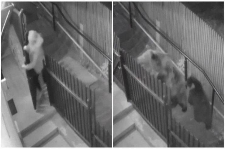 Evdən çıxanda ayı ilə qarşılaşdı:  QORXULU ANLAR   -  VİDEO 