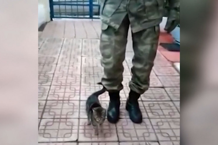 Pişiyə əsgər yerişi  ÖYRƏTDİLƏR   -  VİDEO 