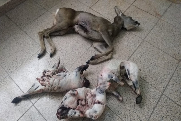 Qanunsuz ovlanan cüyür və porsuqlar