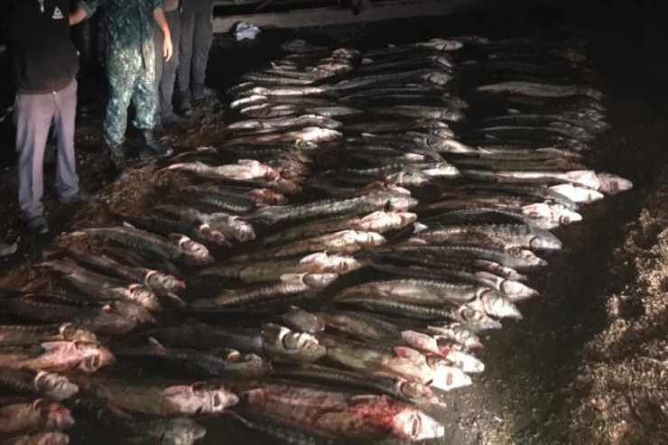 Qanunsuz balıq ovlayan 20 nəfər SAXLANILDI 