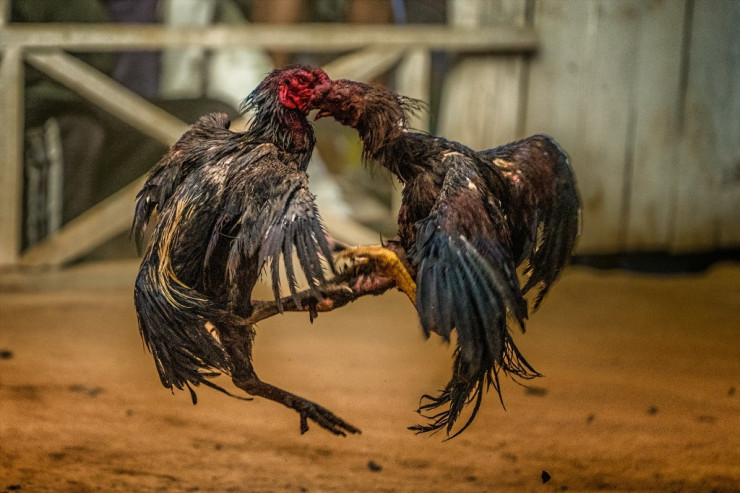  "Xoruzların" döyüşü:   Möhtəşəm nokautla başa çatıb