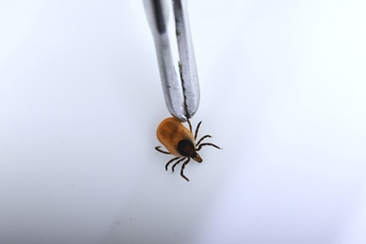 Yeni virus  AŞKARLANDI 