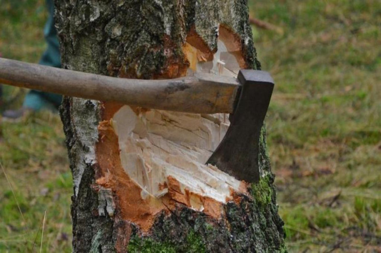  Azərbaycanda biabırçılıq:  Ağacları meşəbəyi özü kəsirmiş...