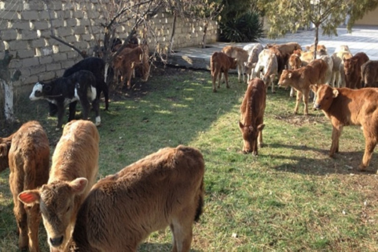 Əlbir olub həmkəndlilərinin mal-qarasını apardılar -  FOTO 