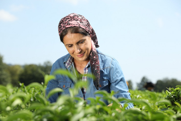 “Azerçay” “Doğma Fermerlər” layihəsini təqdim etdi -   VİDEO 