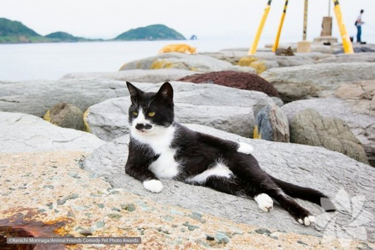 Heyvansevərlər üçün: 2021-ci ilin ən maraqlı  FOTOLARI  