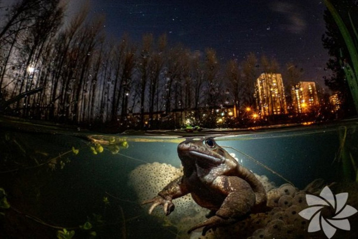 2021-ci ən yaxşı  SUALTI FOTOLARI  