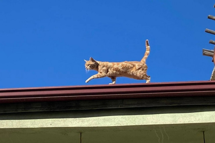 İnsanlardan küsüb 4 ildir damda yaşayan  PİŞİK  