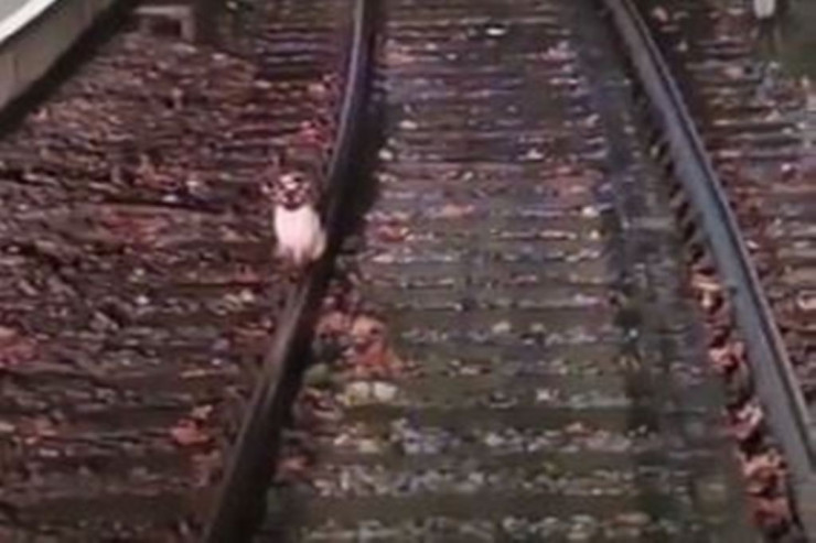 Pişik metronun hərəkətini İFLİC ETDİ 