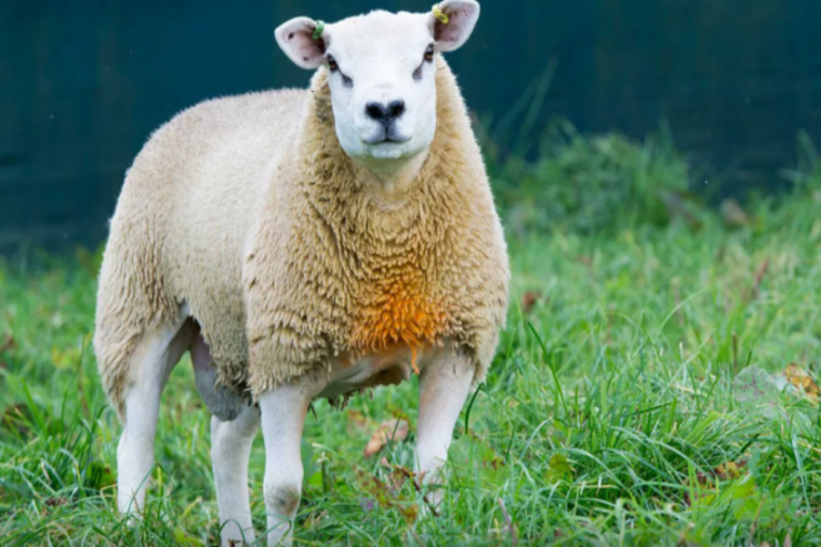 Dünyanın ən bahalı qoyunu: 750 quzu "ata"sının “WhatsApp” qrupu da var 
