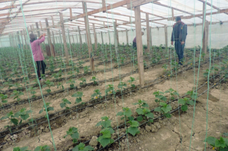 Həyətindəki "parnik"dən bu yolla pul qazanmaq istədi