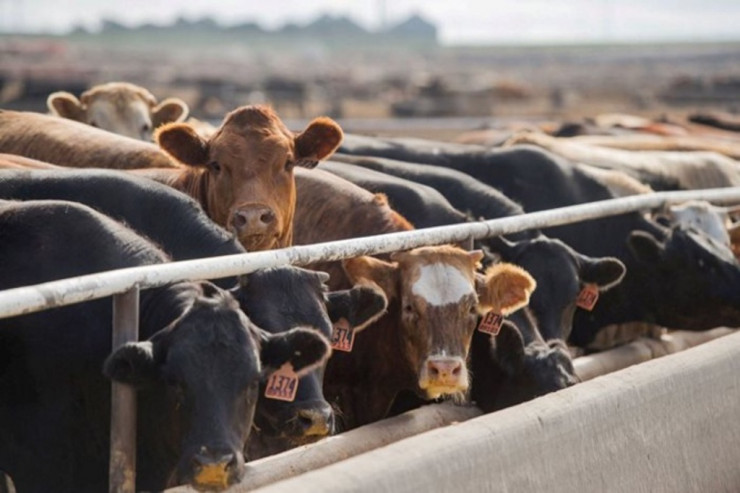 Azərbaycana bu ölkədən heyvan gətirilməsinə QADAĞA QOYULDU 