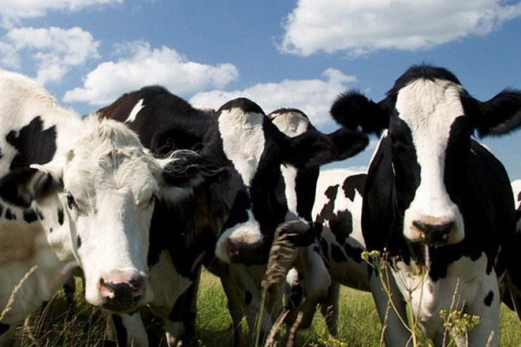 Alman alimlərdən inəklərə tualet təlimləri