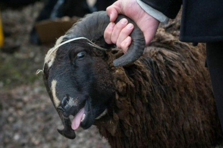 Fermalardan 32 minlik oğurluq edib Bakıda əyləndilər - FOTO 