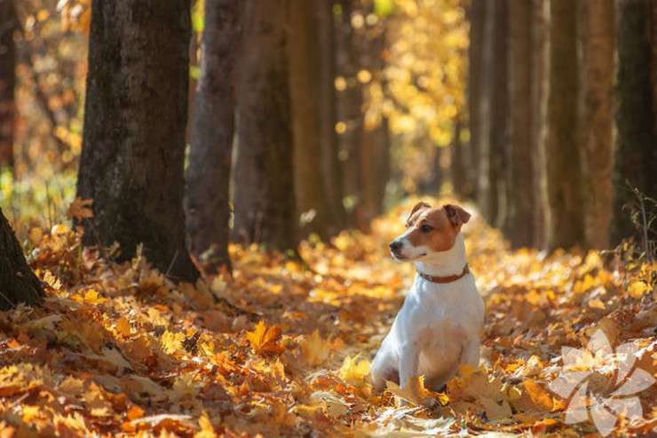 Payızı sevən heyvanlar –  MARAQLI GÖRÜNTÜLƏR 