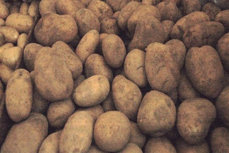 İrandan Azərbaycana gətirilən kartofda zərərvericilər AŞKARLANIB 