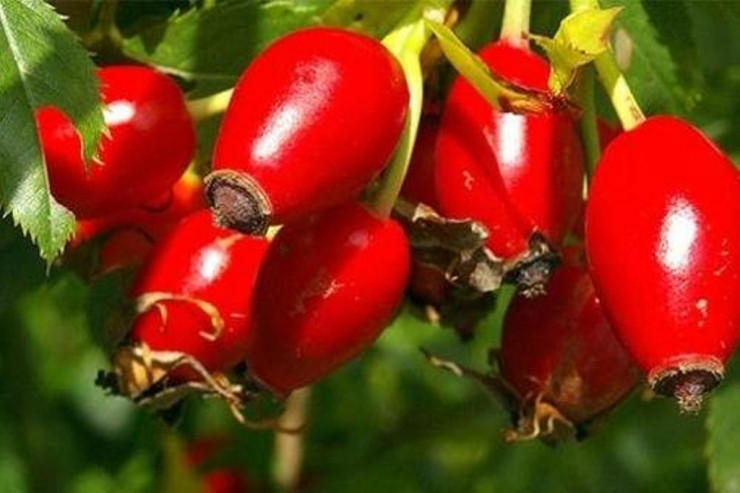 İtburnunun inanılmaz FAYDALARI 