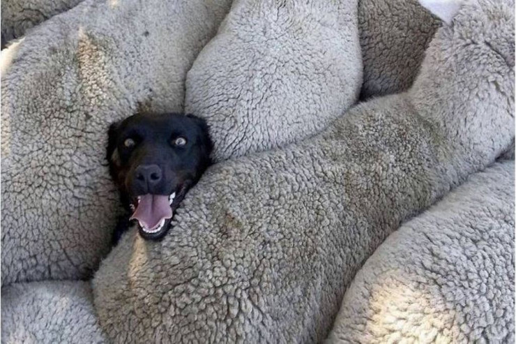 Şənbə gülüşləri... - FOTOLENT 