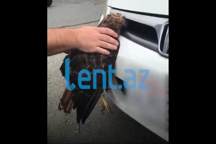 Ölümlə üz-üzə qalan quş xilas edildi - MÖCÜZƏ KİMİ -  VİDEO 