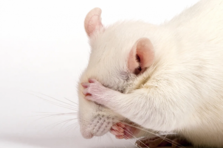 Siçan gördüklərindən depressiyaya düşdü