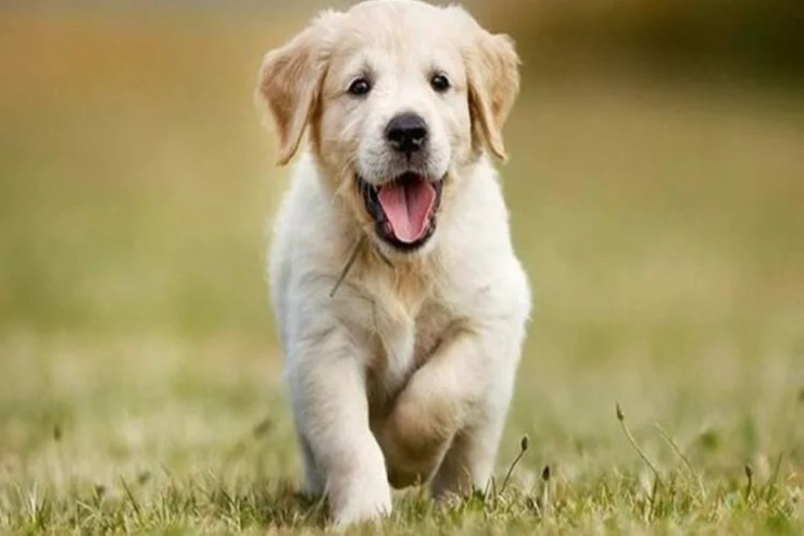  20 milyonluq   sərvətini İTLƏRƏ BAĞIŞLADI