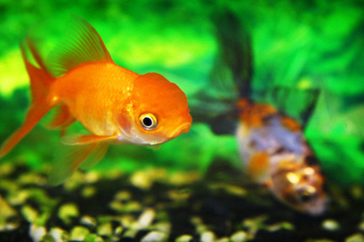 Yuxuda balıq görmək   nə vəd edir? 