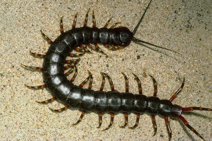 Məşhur müğənninin adı həşərata verildi 