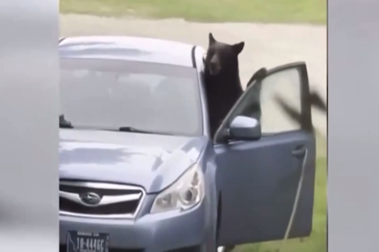 Ayı maşının içinə GİRDİ, PARÇALAYIB  getdi -VİDEO 