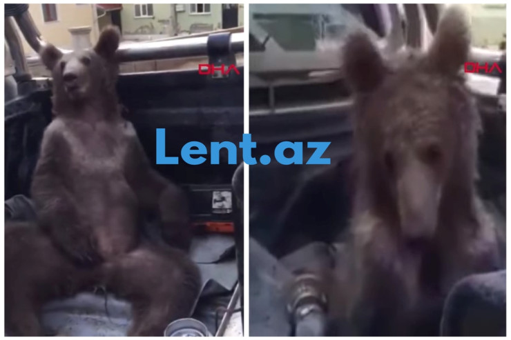 Çoxlu bal yeyən ayı huşunu itirdi - VİDEO 